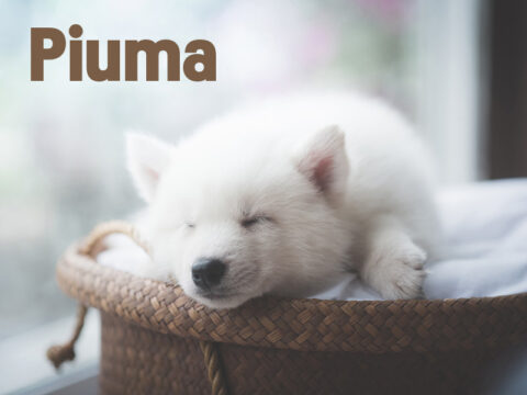 Nomi per cani femmina: le idee più belle per la nuova arrivata
