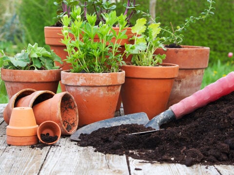 Come preparare il giardino per la primavera: lavori di febbraio