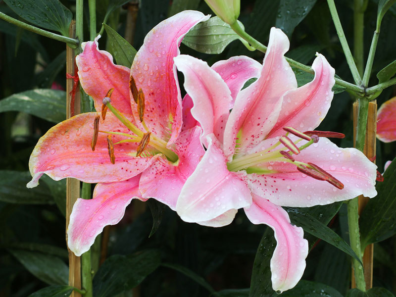 Lilium o giglio: quando si pianta, come si coltiva e altri consigli ...