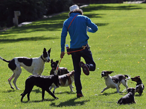 Basta con i cani che sporcano per strada: arrivano nuove soluzioni