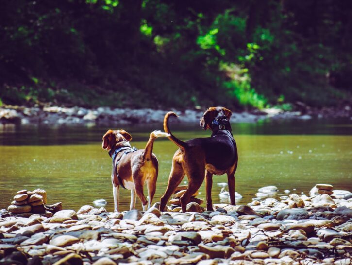Basta con i cani che sporcano per strada: arrivano nuove soluzioni