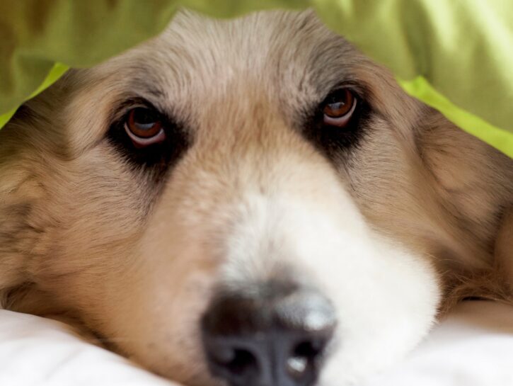 Come lavare coperte degli animali