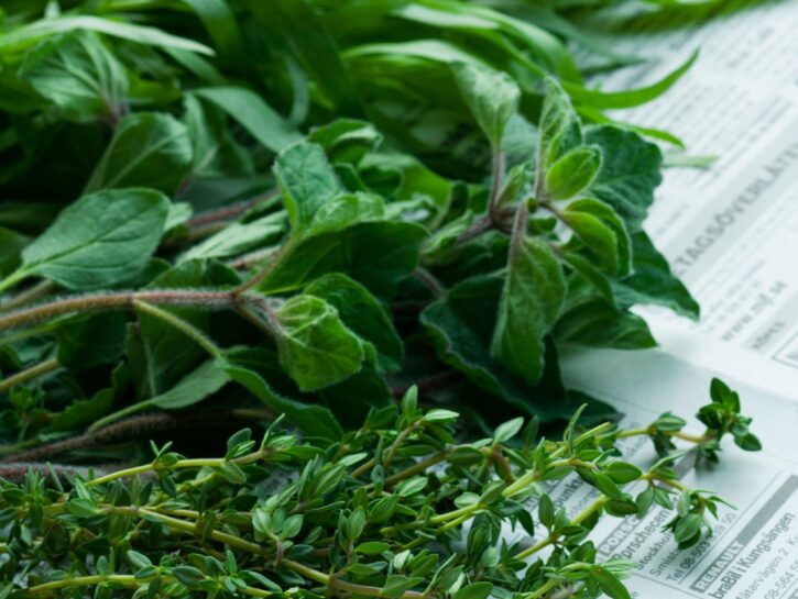 Rimedi naturali per gli insetti