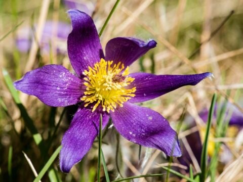 Omeopatia: a cosa serve la pulsatilla?