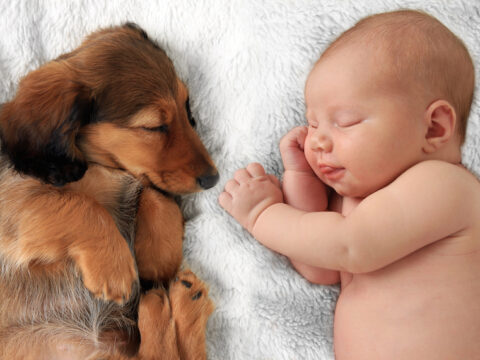 Neonato e cane in casa: come fare quando arriva un bebè