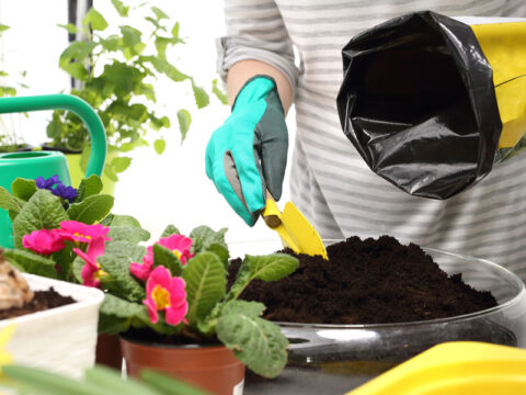 Come scegliere il terriccio giusto per ogni pianta