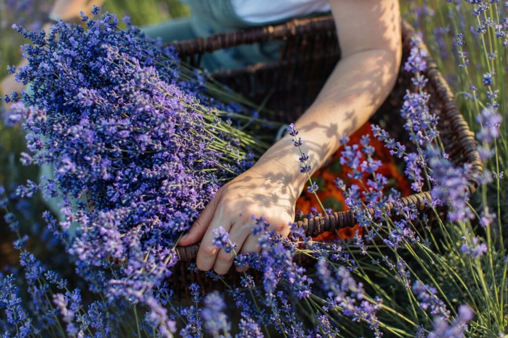 Come coltivare la lavanda
