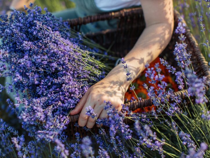 Il segreto della lavanda: coltivala in casa per un'esplosione di relax