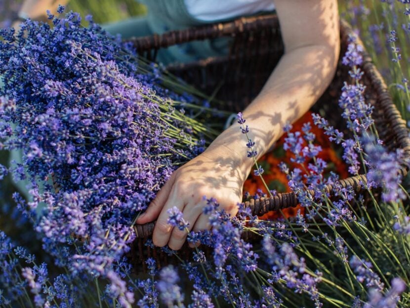Come coltivare la lavanda