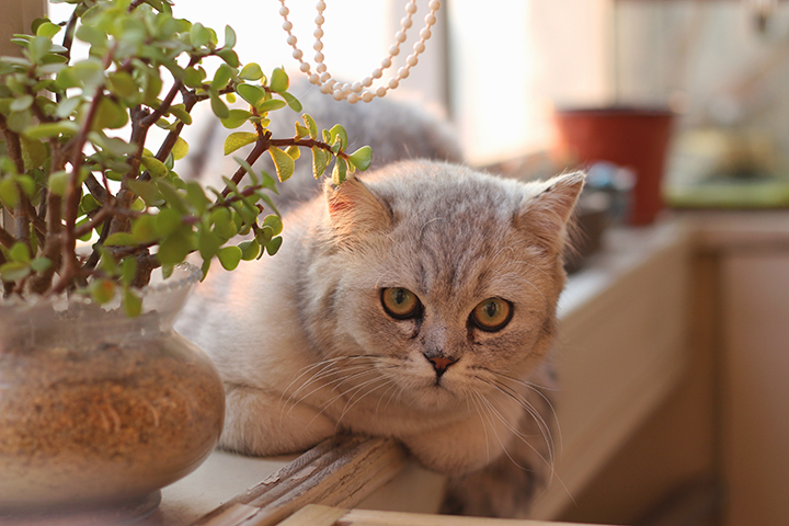 Festa del Gatto: le foto dei felini più belli - Donna Moderna