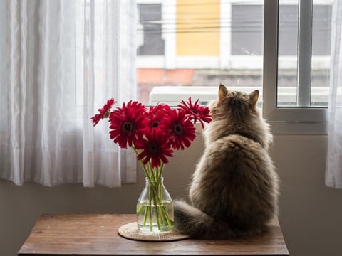 Festa del gatto, tutte le curiosità sui felini di casa