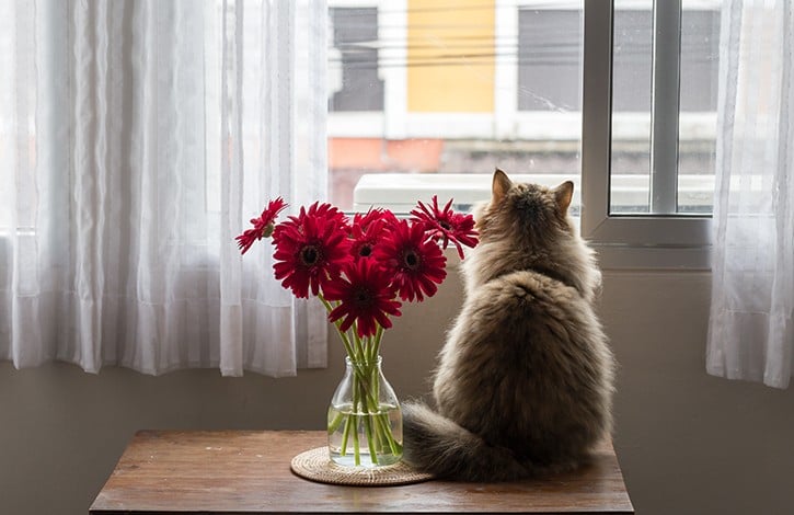 gatto alla finestra vaso di fiori