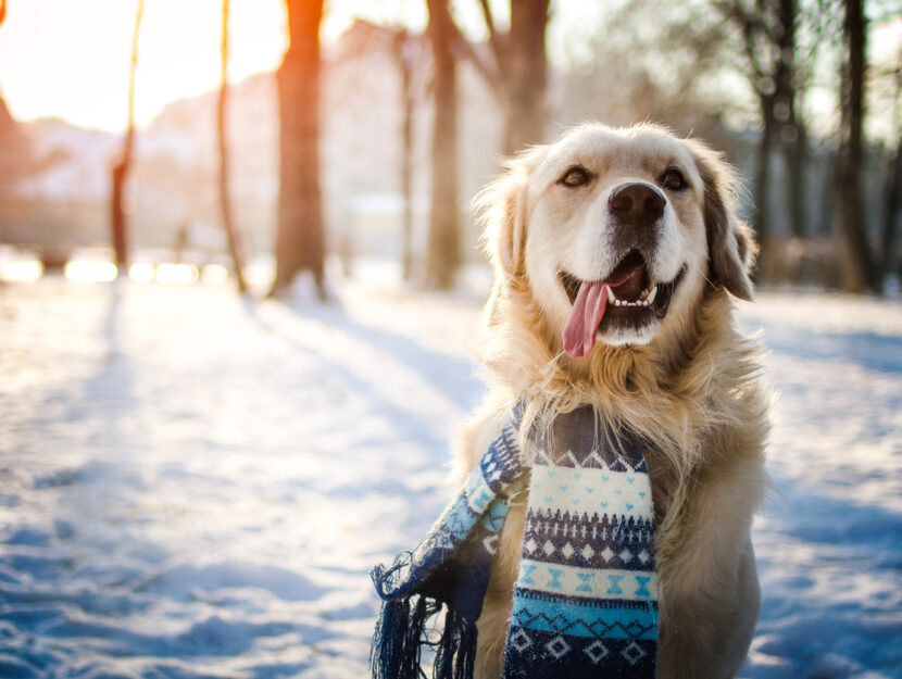 Come proteggere le zampe del cane da neve e gelo