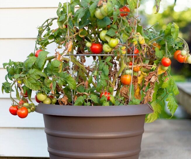 Pomodoro sul terrazzo