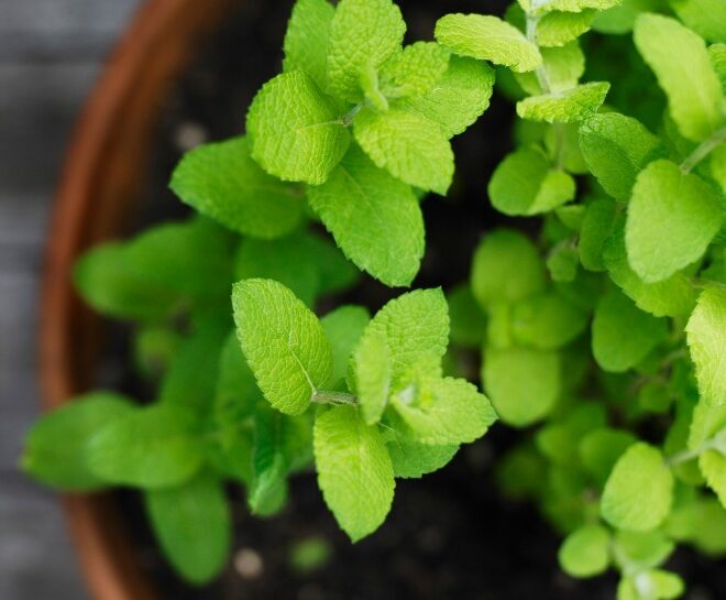 Menta in vaso