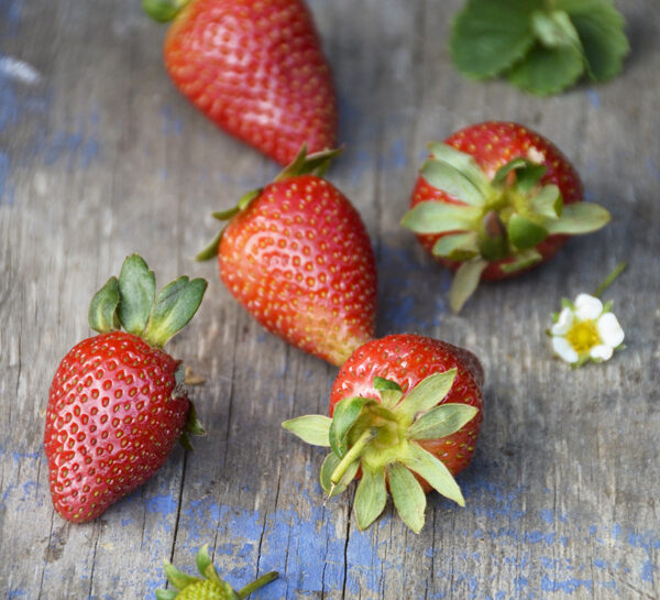 Coltivare le fragole sul balcone