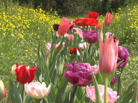 10 fioriture meravigliose da ammirare a primavera