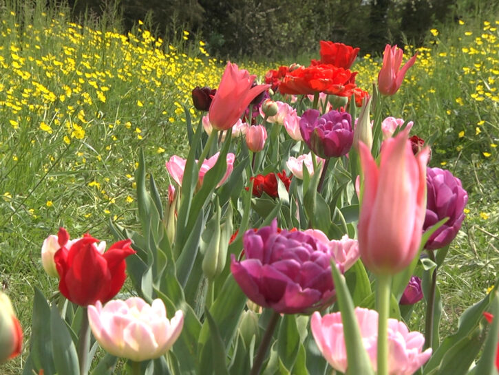I Bulbi di Evelina - Giardinity