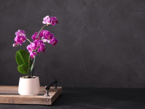 Come avere orchidee sempre bellissime: la guida definitiva