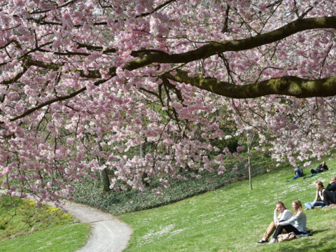 La primavera gioca d'anticipo: è marzo, ma sembra maggio