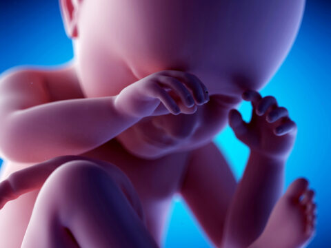 Le immagini del feto. Come cresce una vita