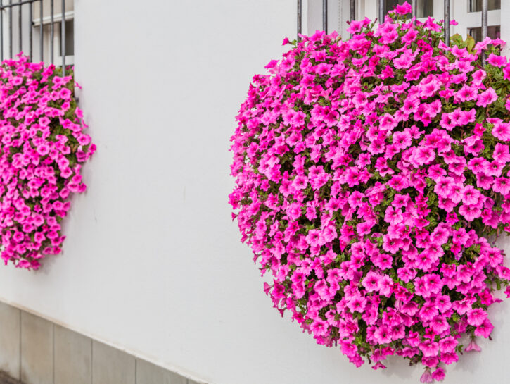 Consigli per petunie bellissime
