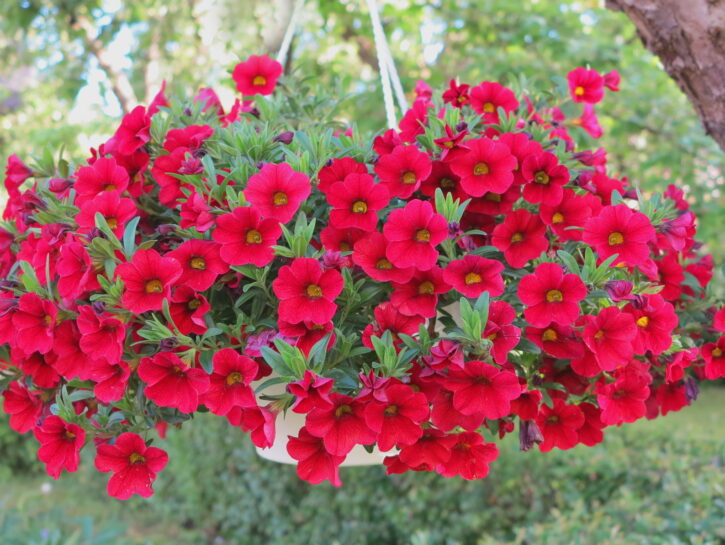 Petunia in vaso
