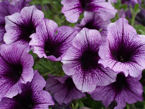 Come coltivare la petunia, il fiore più colorato