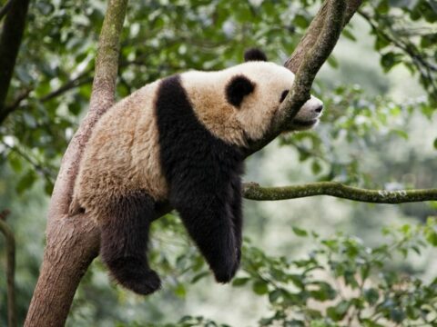 10 curiosità sui panda che devi sapere
