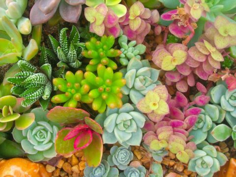 Piante succulente: tutto quello che devi sapere