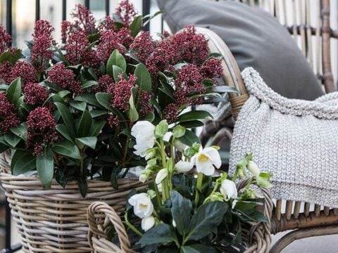 Piccolo balcone fiorito