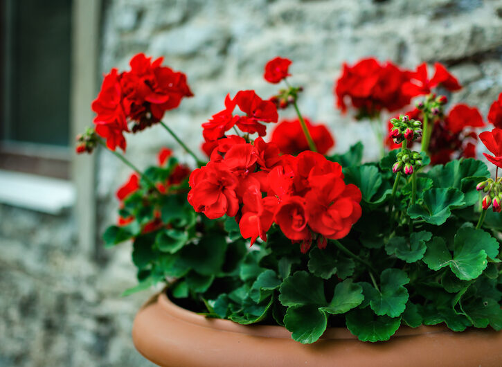 Fiori estivi quali piantare  Fiori da vaso e da balcone per l'estate -  Donna Moderna