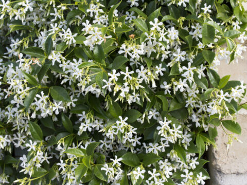 I fiori da balcone che amano il pieno sole