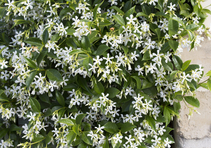 I fiori da balcone che amano il pieno sole