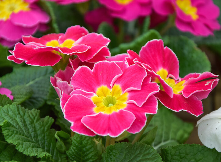 Fiori Piccoli Ma Profumatissimi Venduta ma si può rifare SPRING