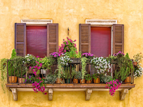 I fiori da balcone perenni: fiori per tutto l'anno