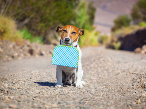 E tu porti il tuo animale domestico in vacanza con te?