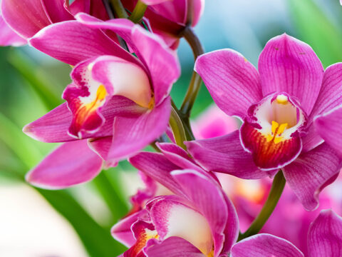 Orchidee