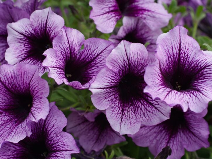 Fiore