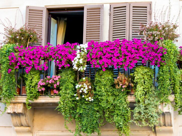 Fiori per il terrazzo