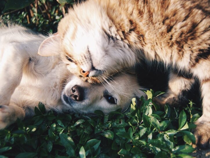 Come realizzare uno shampoo naturale per cani e gatti