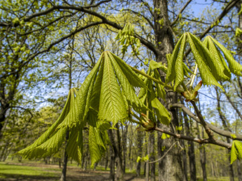 Se salvi un albero, salvi il Pianeta