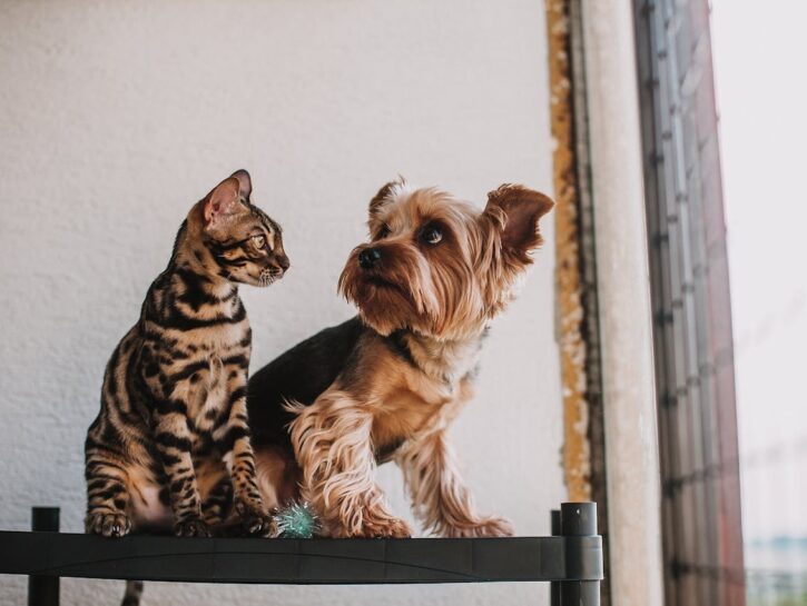 Come evitare le zuffe tra cane e gatto