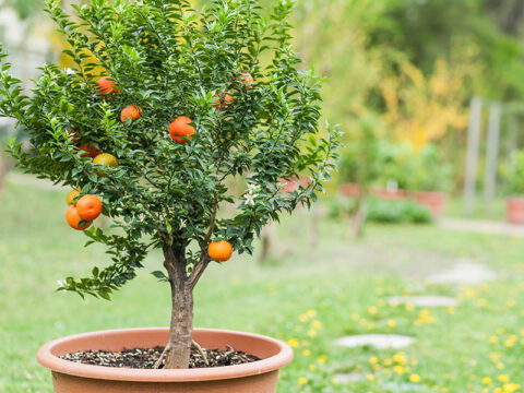 Piante da frutto: come coltivarle in vaso