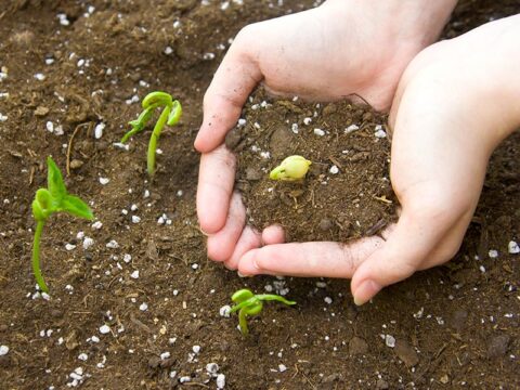 L'importanza del terreno per le tue verdure bio