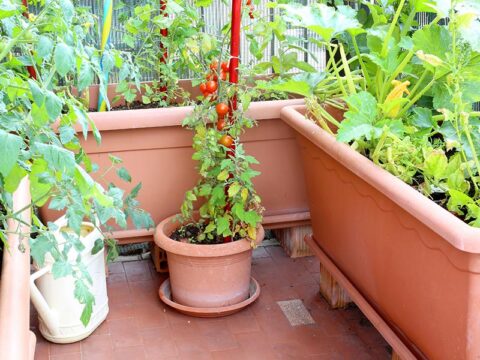 Come avviare un orto in vaso o in cassetta: consigli utili