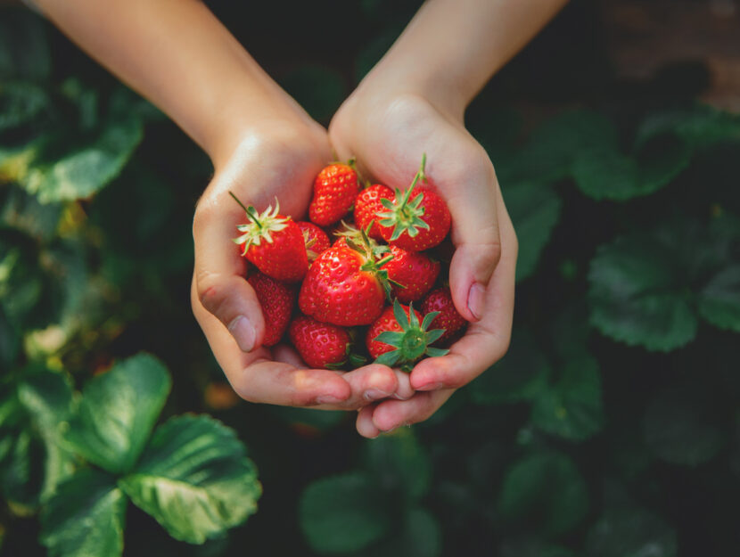 Come raccogliere le fragole