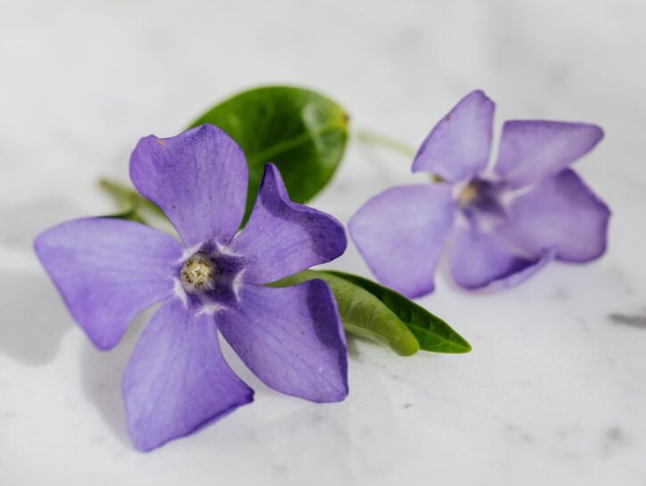 Come coltivare le viole