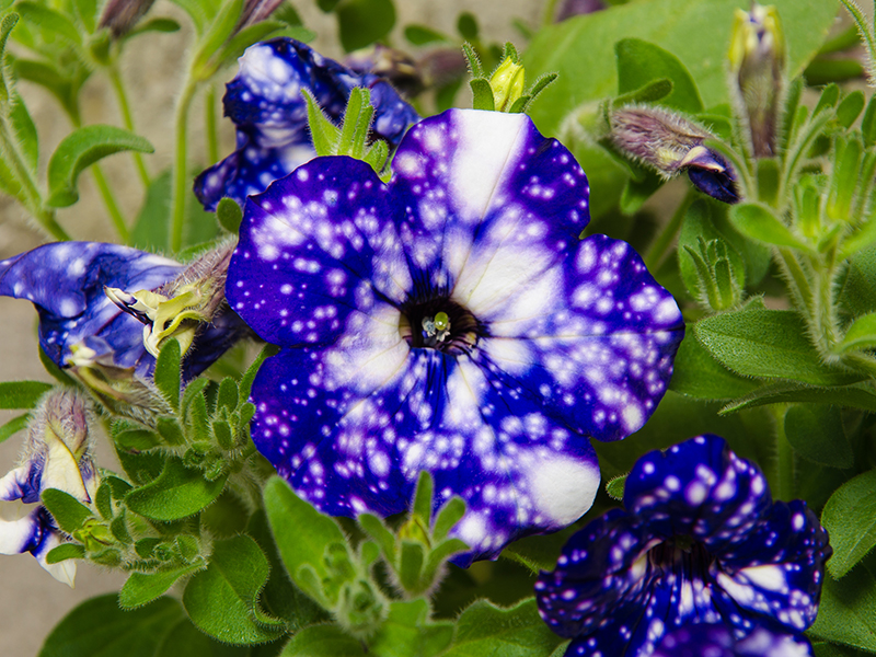 Grandiflora Semi-Trailing Petunia (Petunia Purple Vein Ray™) in the