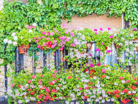 Fiori da balcone pendenti: i più belli